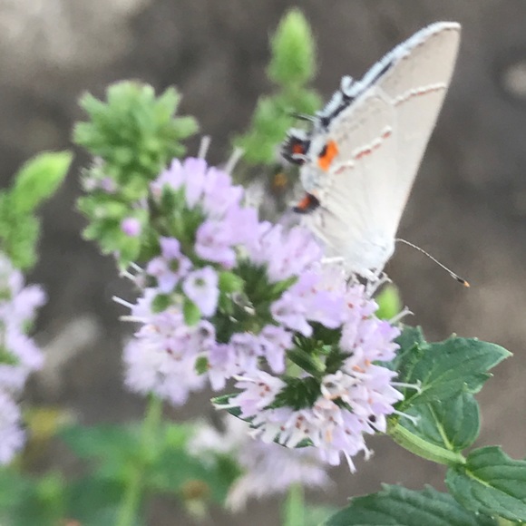 Meet your Posher, Yulianna - Picture 1 of 1